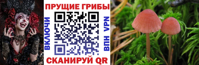 Псилоцибиновые грибы ЛСД  blacksprut маркетплейс  Нелидово  закладки 